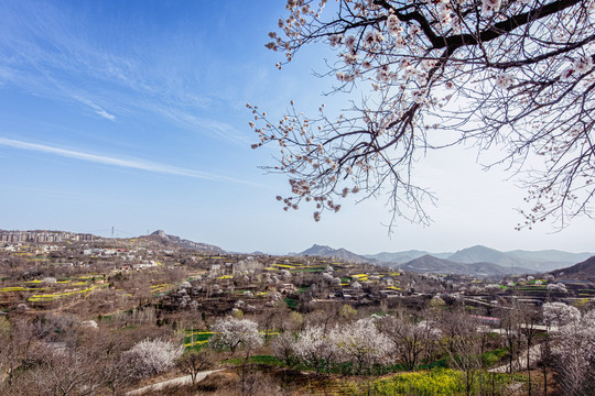 山村杏花