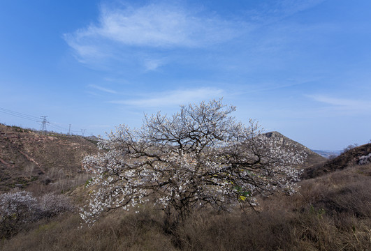 山野杏花