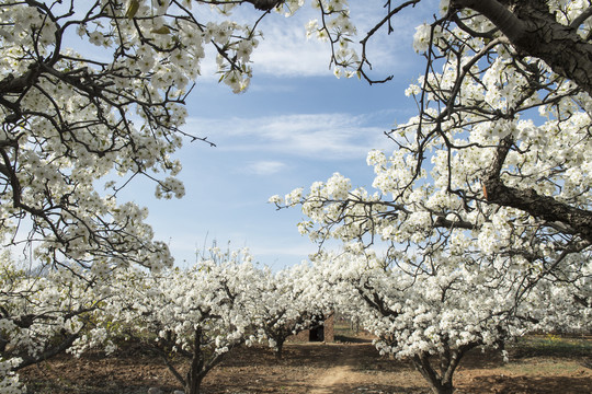 梨花盛开满园春