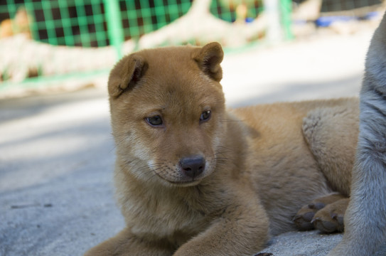 土狗