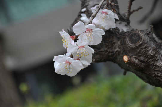 树干杏花春