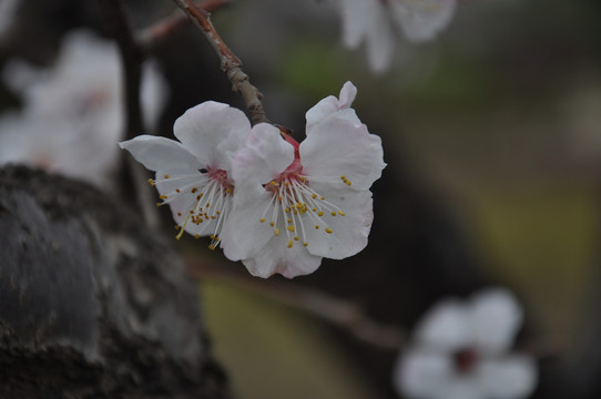 杏花疏影