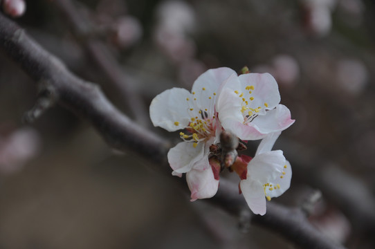 淡白浅红花初开