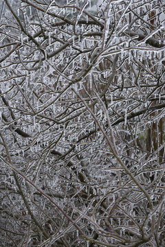 树枝冰挂