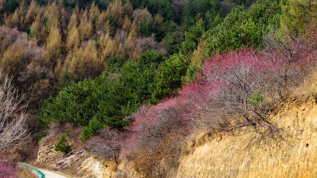 野桃树山桃