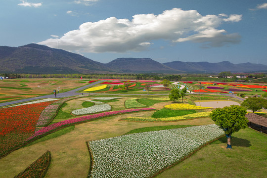 郁金香高地