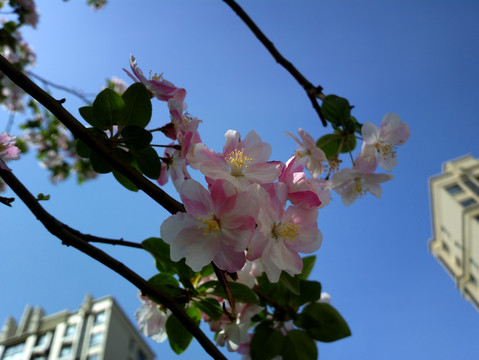 西府海棠