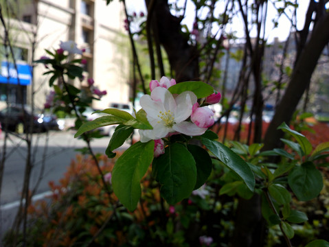 西府海棠