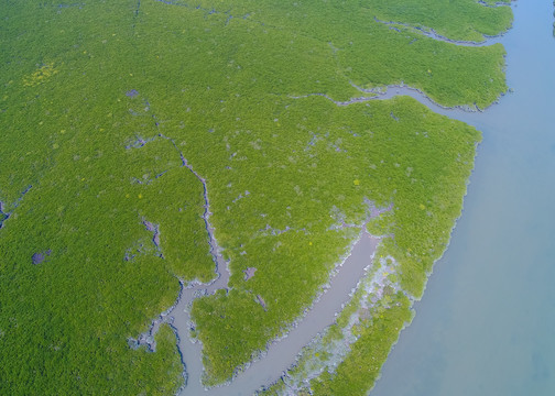 广东湿地