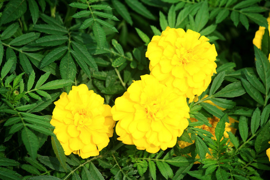 万寿菊