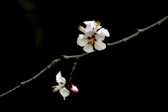 桃花春韵