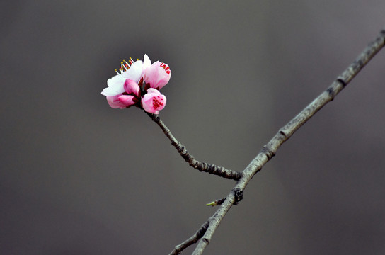 桃花春韵