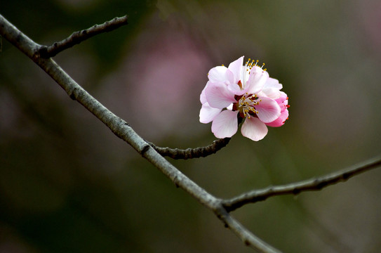 桃花春韵