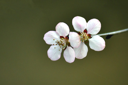 桃花春韵