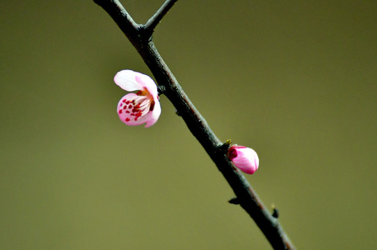 桃花春韵