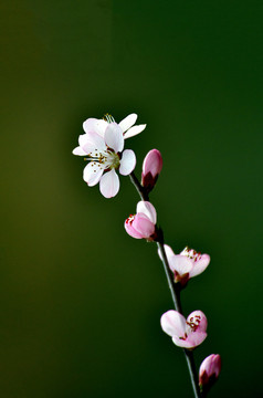 桃花春韵