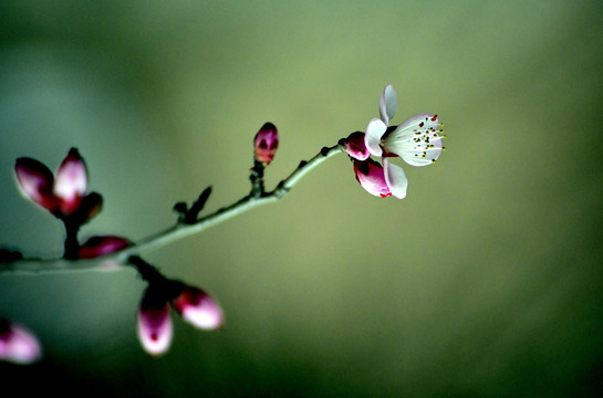 桃花春韵