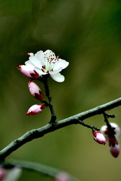 桃花春韵