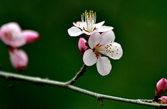 花卉