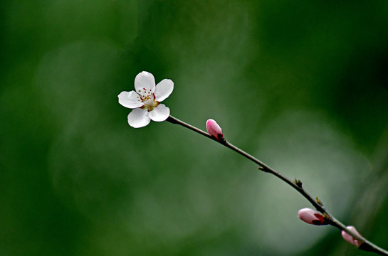 桃花春韵