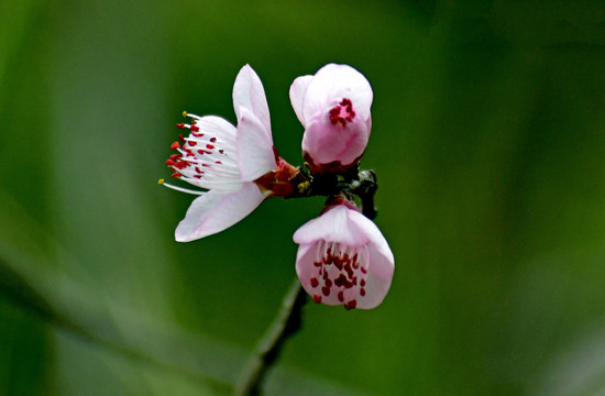 桃花春韵