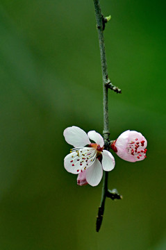 桃花春韵