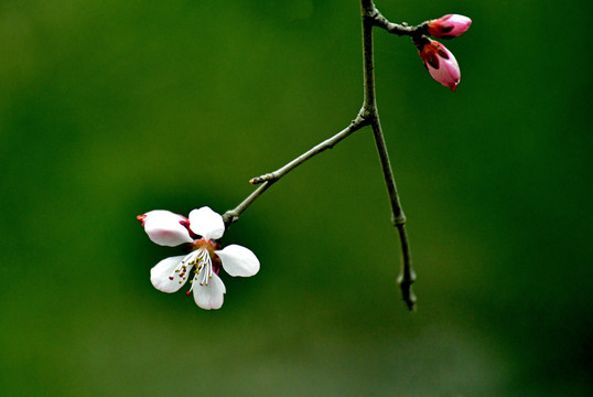 桃花春韵