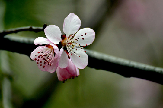 桃花春韵