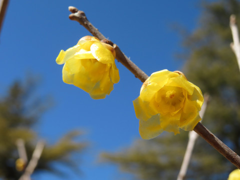 蜡梅