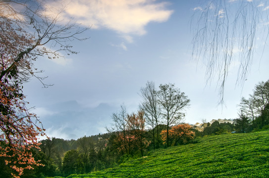 雅安蒙山茶场