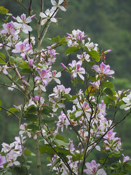 紫荆花
