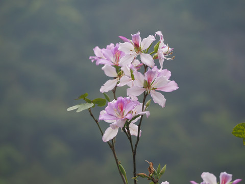 紫荆花