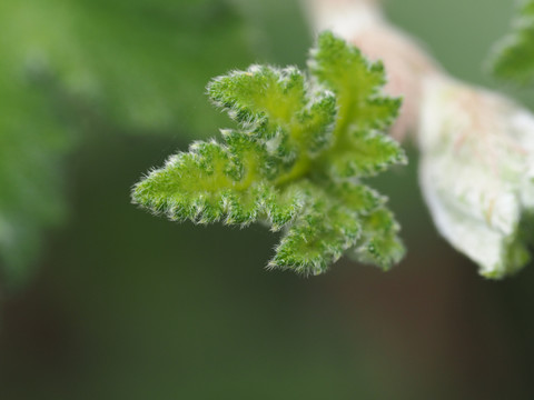 粗叶悬钩子新芽