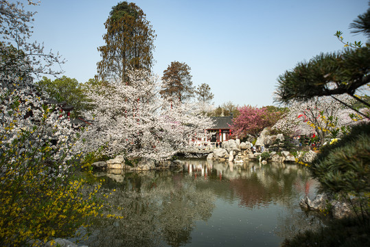 武汉东湖樱花园