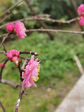 粉色樱花侧面