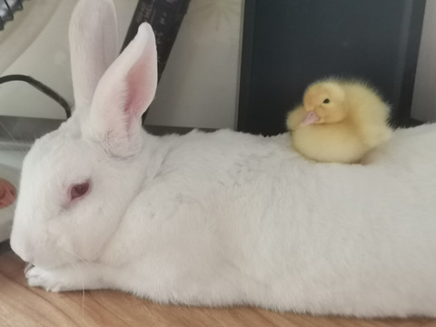 白兔与黄鸭