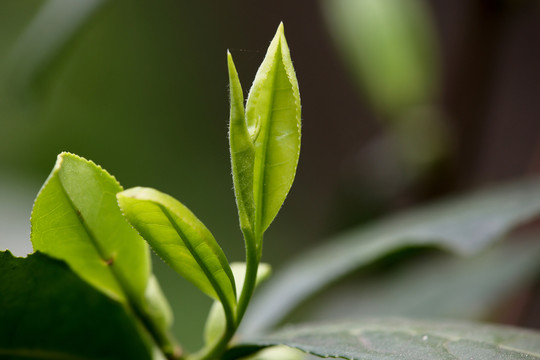 茶叶