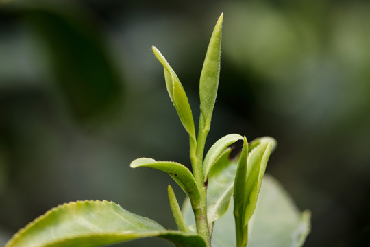 茶叶素材