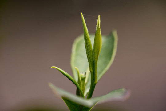 茶叶素材