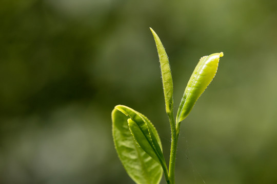 茶叶素材