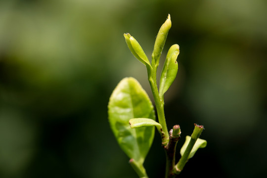 茶叶素材