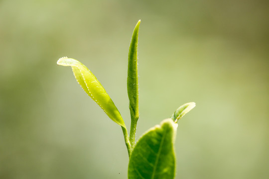茶叶素材