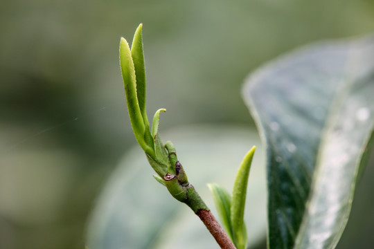 茶叶素材