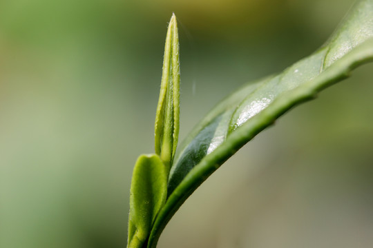 明前茶叶