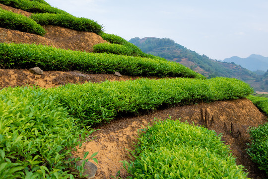 茶树春茶