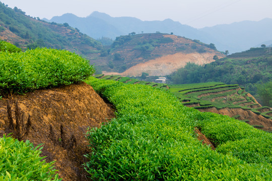 茶树春茶