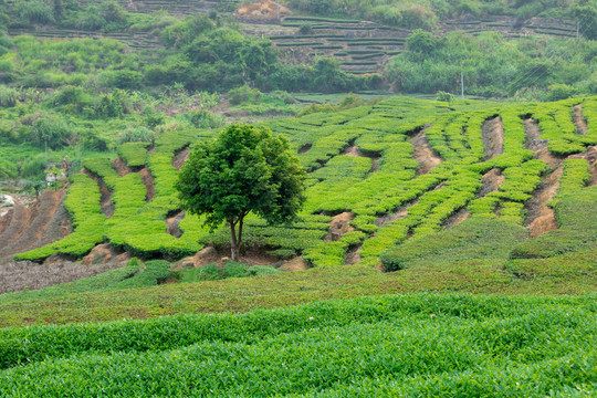 茶树春茶