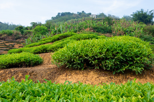 茶树春茶