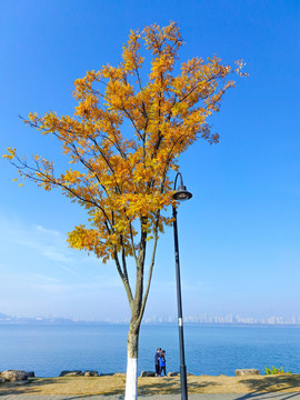 湖边的秋树