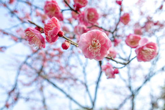 梅花